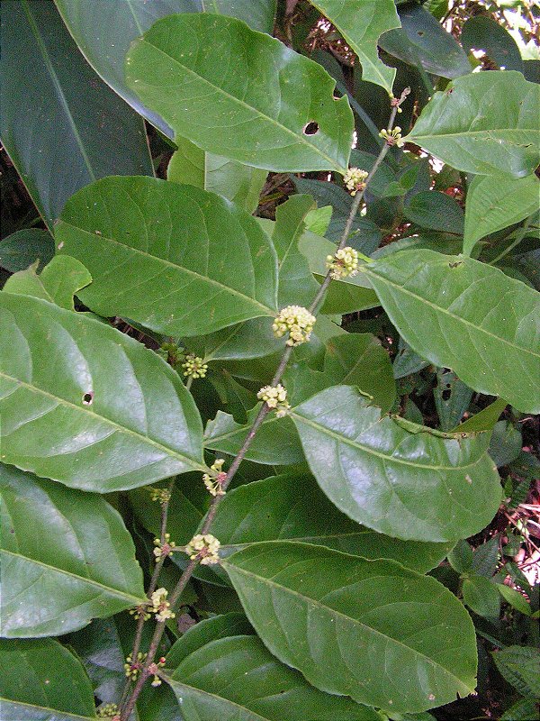 EXTRATO CONCENTRADO DE GUAÇATONGA DE 60ML