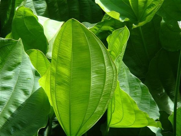 Chá De Chapéu De Couro - Echinodorus Grandiflorus - 50g