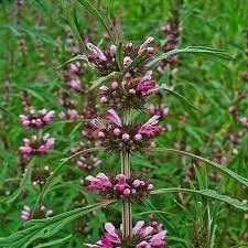 Chá Erva De Macaé (rubim) (marijuanilla) L. Sibiricus. 50gr