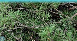 02 frascos de 150ML DE EXTRATO CONCENTRADO DE AGULHA DE PINHEIRO (Suramin) anticoagulante.