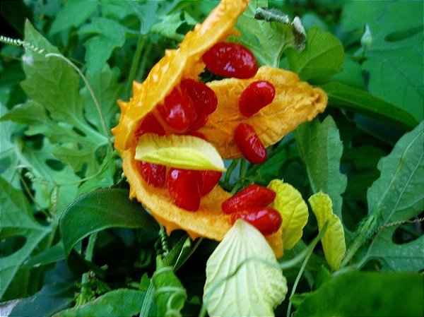 Extrato De Ervas De Melão De São Caetano. 150ml