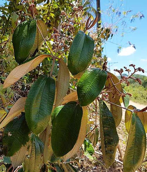 Extrato Concentrado De Canela De Velho 60ml