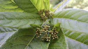 EXTRATO CONCENTRADO DE ASSA-PEIXE