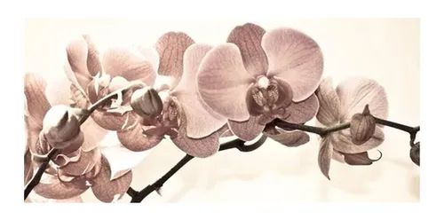 Quadro Orquídea Bege - Diversos Tamanhos
