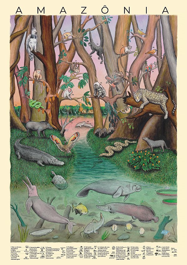 Pôster Amazônia