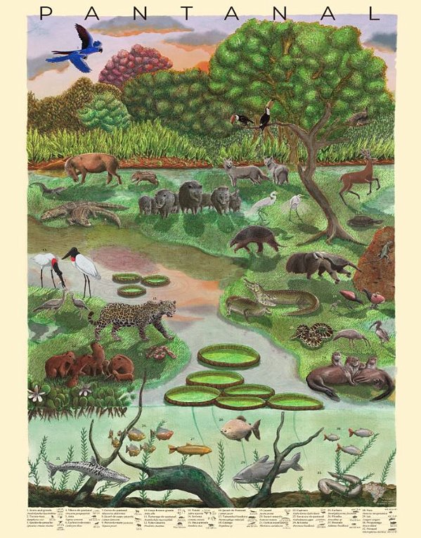 Pôster Pantanal