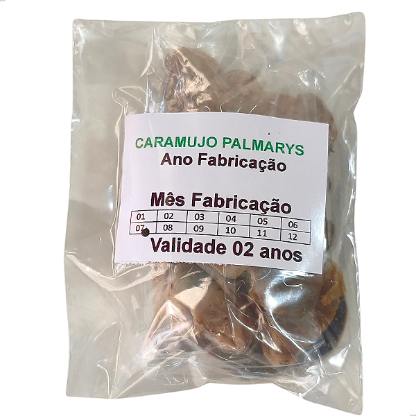 Caramujo de Água Salgada Desidratado Dúzia