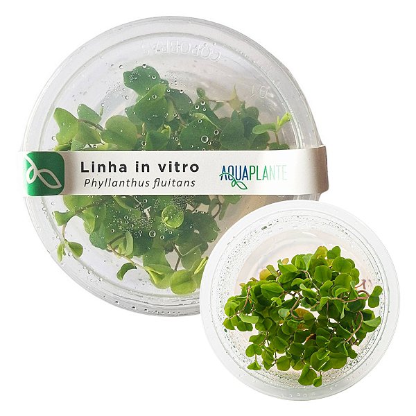 Planta Para Aquário Phyllanthus fluitans - AquaPlante