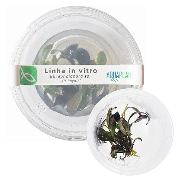 Planta Para Aquário Bucephalandra sp. 'Kir Royale' In Vitro - AquaPlante