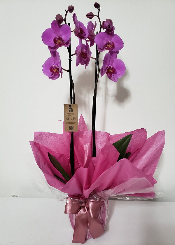 Orquídea para Presente