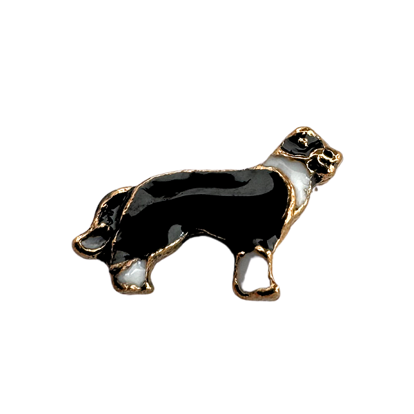 Charm - Border collie Ouro
