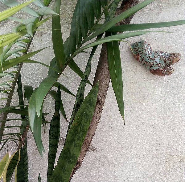 torso parede cerâmica