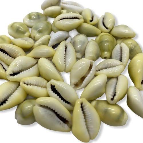 Búzios Gema Natural 6 Unidades