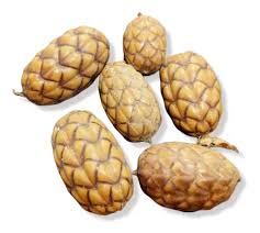 Fava de Caboclo