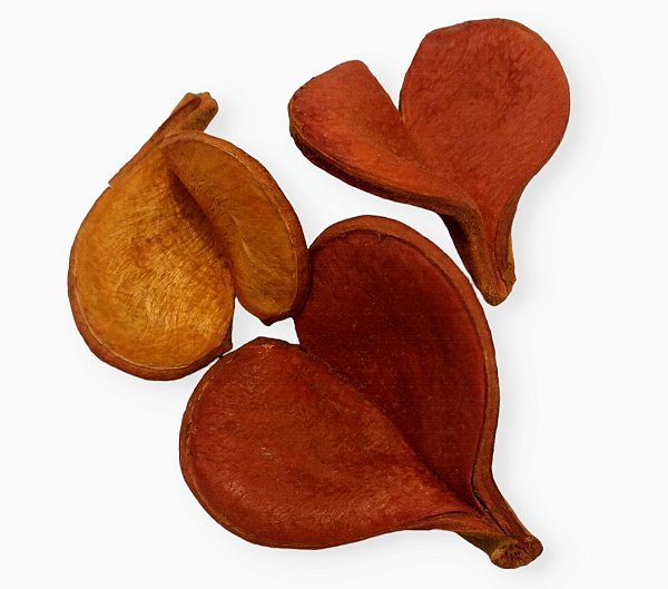 Fava de Oxum - Umbanda e Candomblé