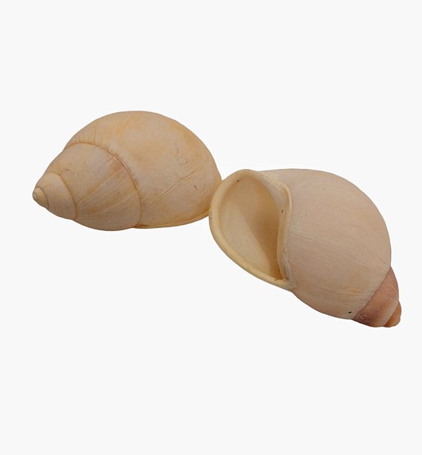 Concha Natural