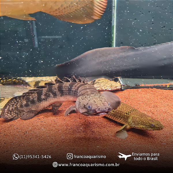 Polypterus Weeksii 30-32cm