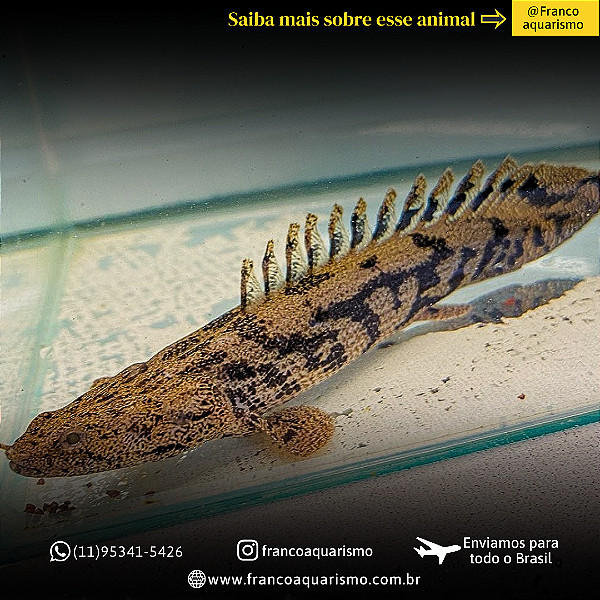 Polypterus Endlicheri 7-10cm