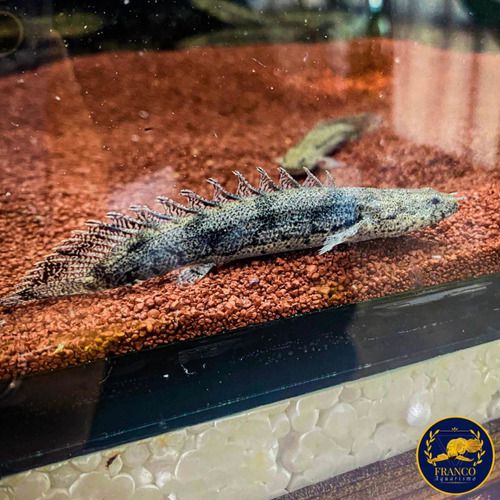 Polypterus Endlicheri 8-10cm