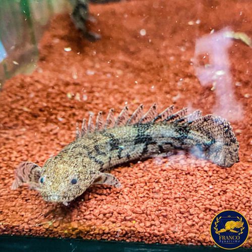 Polypterus Endlicheri 7-10cm