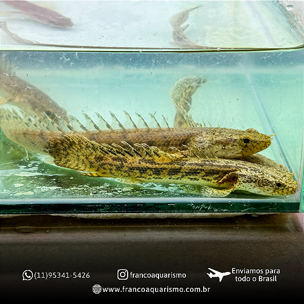 Polypterus Ansorgii 10-12cm