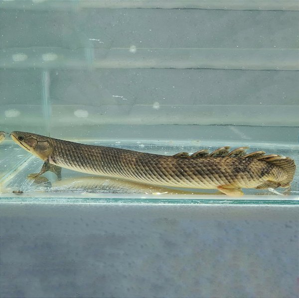 Mokele-mbembe Bichir / Polypterus Mokolembembe