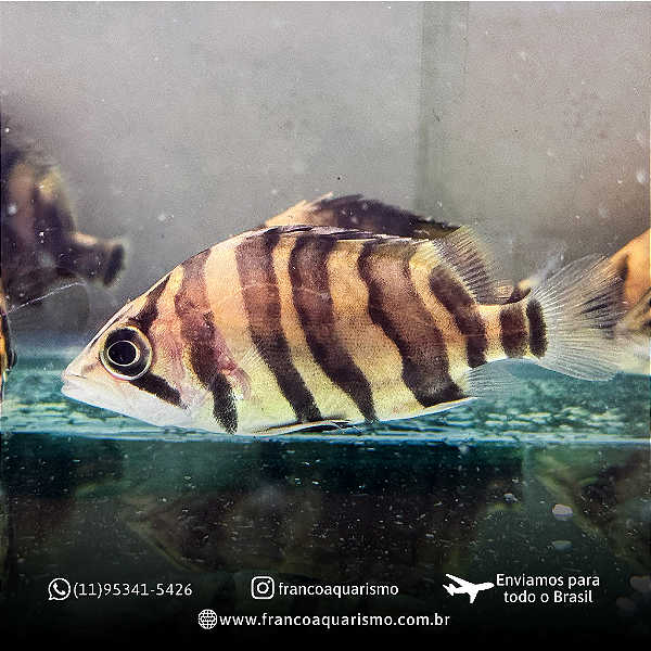 Datnioides Microlepis 9-12cm