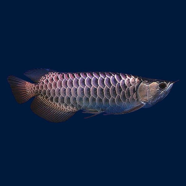 Aquaforest Kh Plus - 2 L