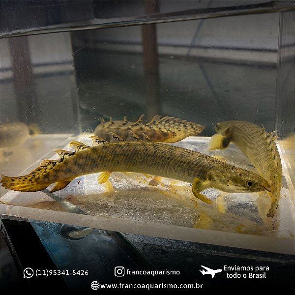 Polypterus Polli 13-17cm