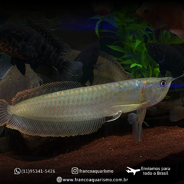 Aruanã Prata 20-24cm