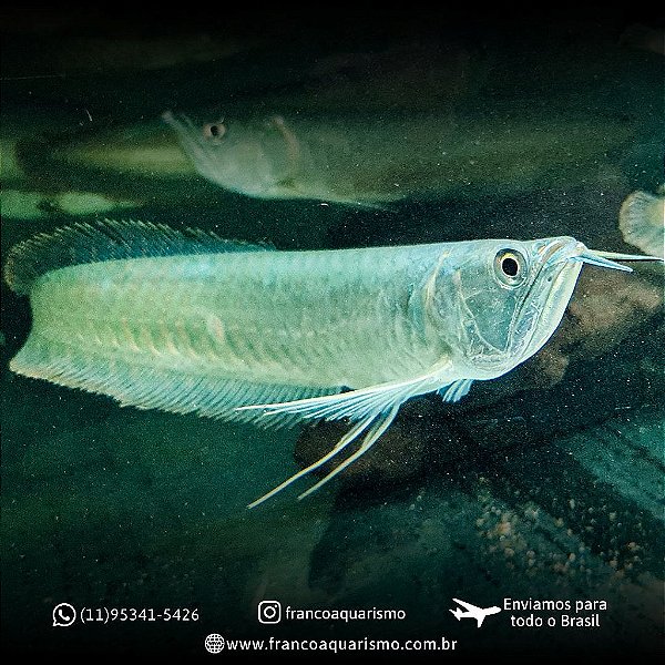 Aruanã Prata (Osteoglossum bicirrhosum) 20-24cm