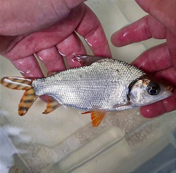 Jaraqui Colombiano 20-25cm