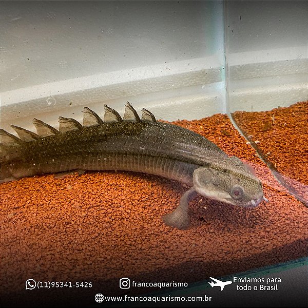 Polypterus Senegalus 10-13cm