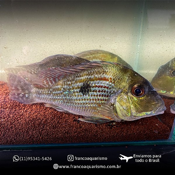 Geophagus Sveni 7-10cm