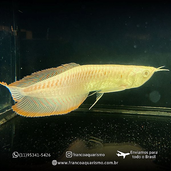 Aruana Banana Albina 7-10cm