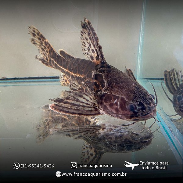 Bagre Onça (Liosomadoras Oncinus) 2-5cm