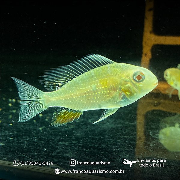 Geophagus Heckelli Albino 5-9cm