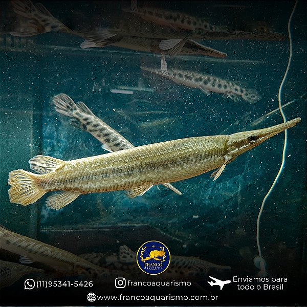 Lepisosteus Hipomelanístico Raríssimo 25-30cm