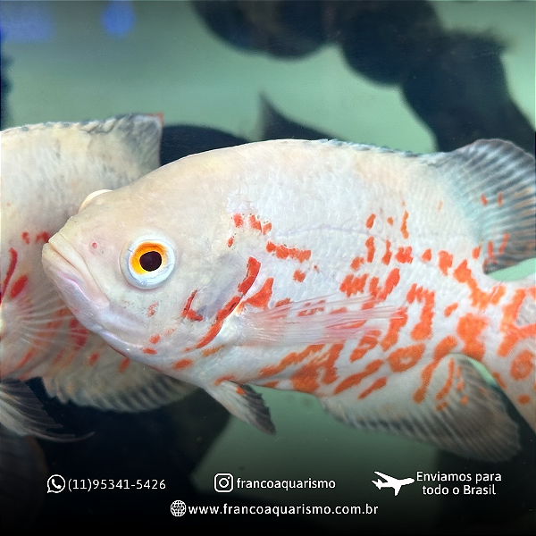 Oscar Red Tiger Albino A 8-12cm