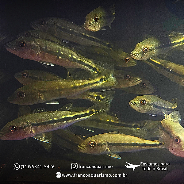 Tucunaré Fogo 10-15cm