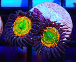 Coral Zoanthus Sunny Delight (peça)