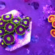 Coral Zoanthus Baby Black Blue (peça)