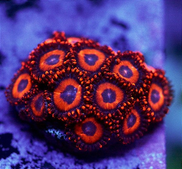 Coral Zoanthus Safecracker (peça)