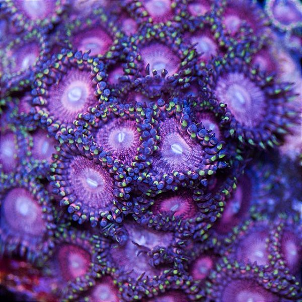 Coral Zoanthus Sakura (peça)
