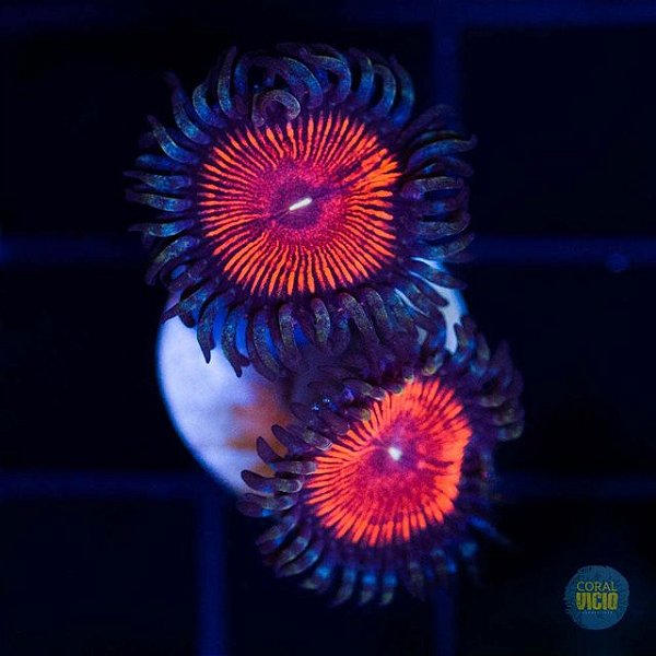 Coral Zoanthus Armor Of God (peça)
