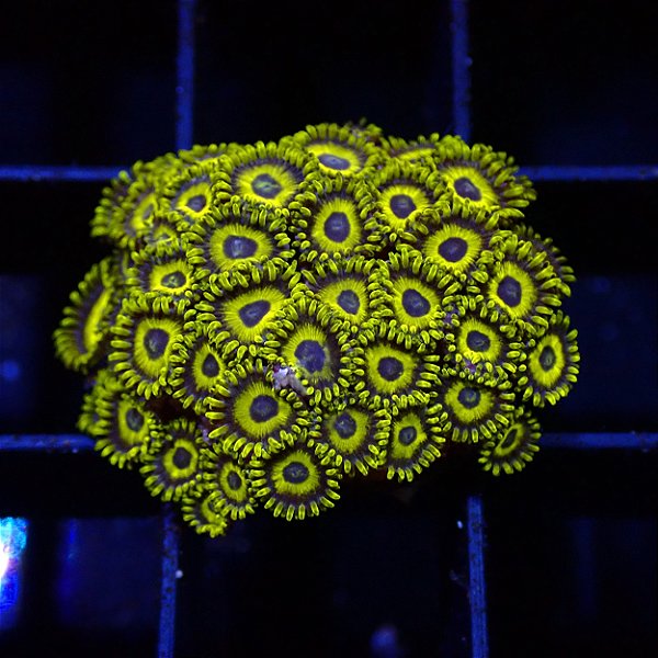 Coral Zoanthus Los Angeles Lakers (peça)