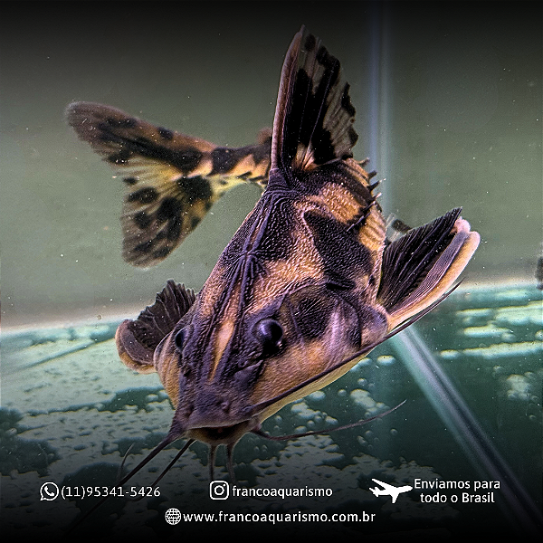 Megalodora Uranoscopus Especial 13-18cm