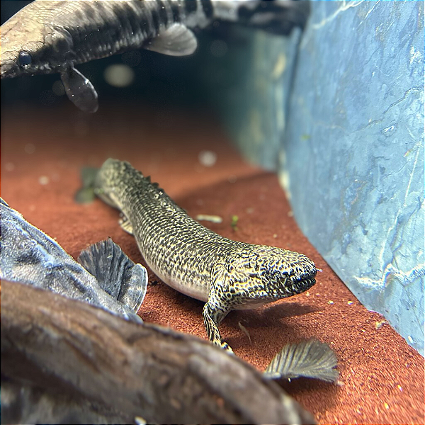 Polypterus Ornatipinnis / Ornatus 42-48cm