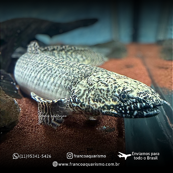 Polypterus Ornatipinnis / Ornatus 42-48cm