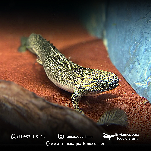 Polypterus Ornatipinnis / Ornatus 42-48cm